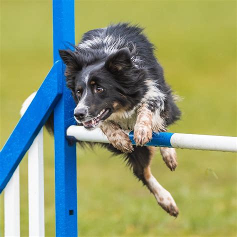 agilitycanines | Aussie cattle dog, Dog agility, Sporting dogs