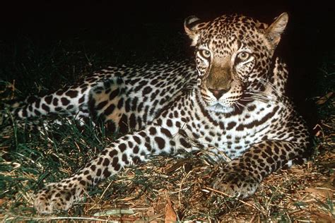 Leopard Hunting – South Africa | IWB