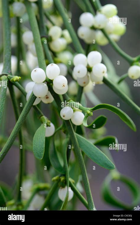 Viscum album Mistletoe berries Stock Photo - Alamy