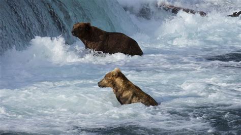 Katmai Bear Cam - Brown Bears at Brooks Falls | Explore.org