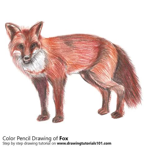 How to Draw a Fox (Zoo Animals) Step by Step | DrawingTutorials101.com