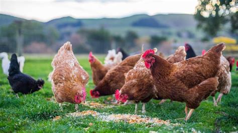 Homemade Chicken Feed For Healthy And Inexpensive Backyard Flocks