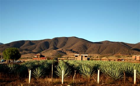 Make Mine a Mezcal | Alcohol Professor