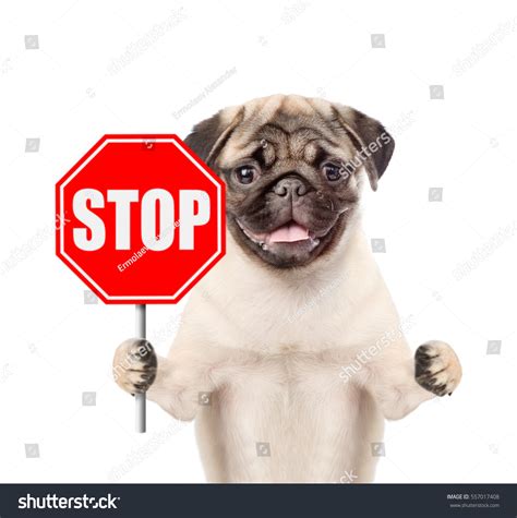 Dog Holding Stop Sign Isolated On Stock Photo 557017408 | Shutterstock