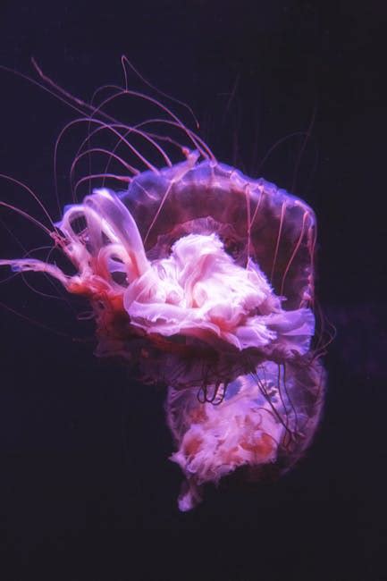 Purple Jellyfish · Free Stock Photo