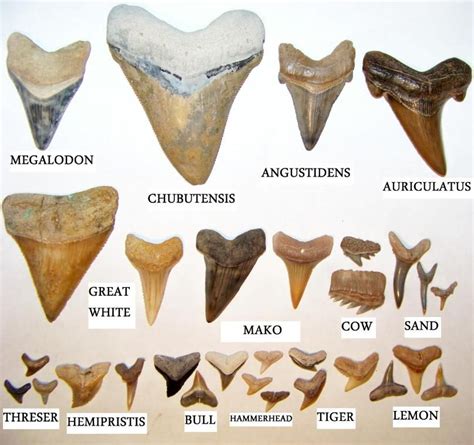 Shark Teeth | Shark teeth, Shark teeth crafts, Shark tooth fossil