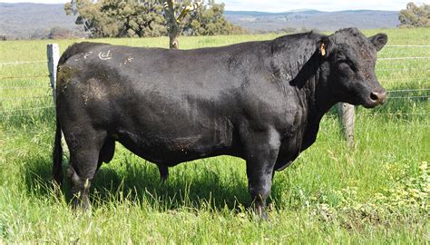 Angus Cattle Breed – Everything You Need to Know