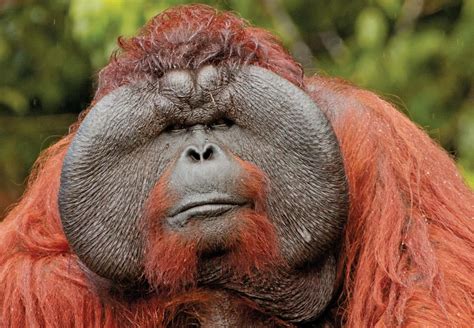 Male Orangutan | Primates, Male orangutan, Amazing animal pictures