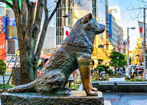 Hachiko: The world's most loyal dog who waited for its deceased master ...