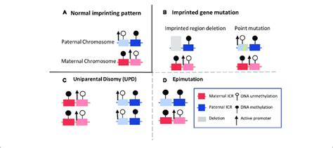 | Four common molecular mechanisms of imprinting disorders. (A) The ...