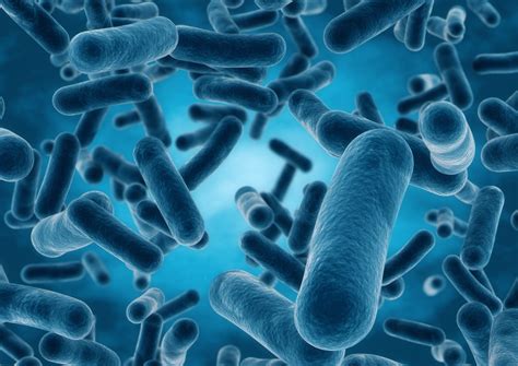 Lactobacillus Microscope