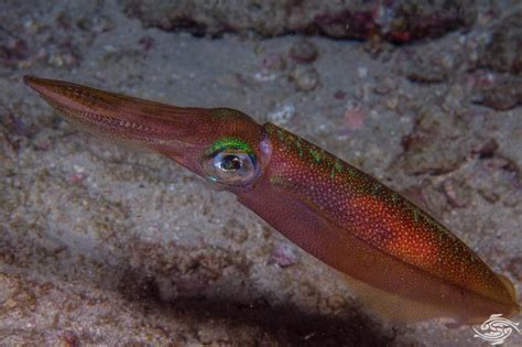 Bigfin Reef Squid- Facts Photographs and Video | Seaunseen