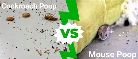 Cockroach Poop: Identifying Roach Droppings vs. Mouse Droppings (and ...