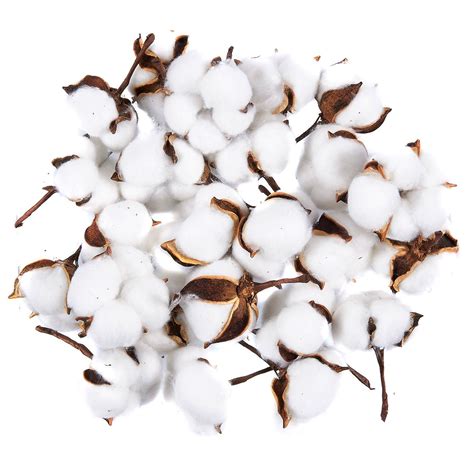 Cotton Bolls - 24-Pack Natural Color Dried Cotton Balls, Perfect for ...