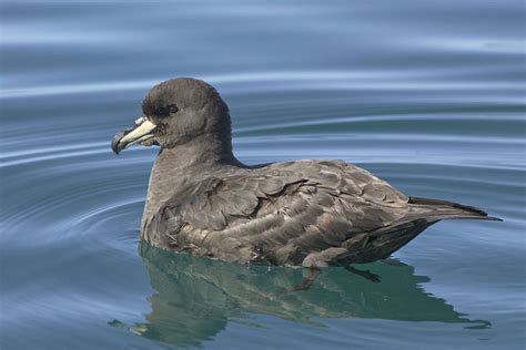 Petrels: About Petrels and Where to Watch Petrels