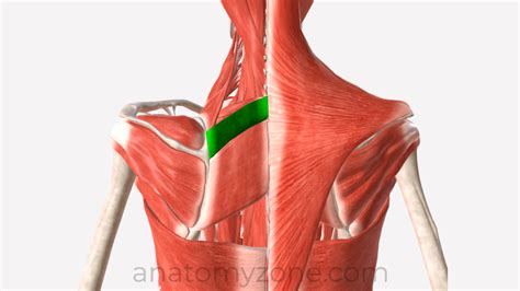 Rhomboid Minor - Origin, Insertion, Action, 3D Model | AnatomyZone