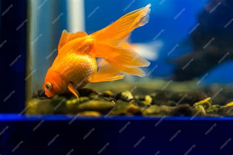 Premium Photo | Macro photography of an orangecolored goldfish that is ...