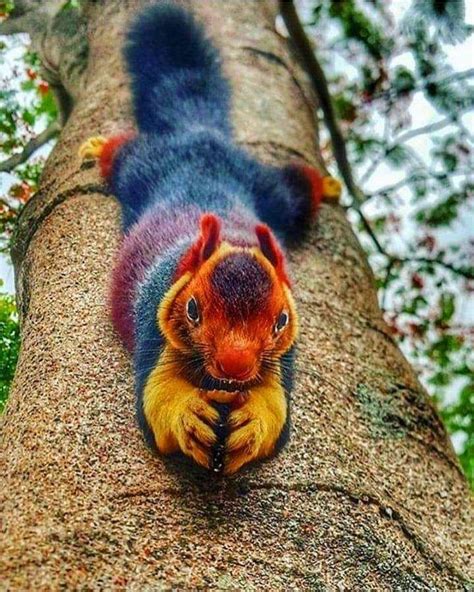 The Indian giant squirrel or Malabar giant squirrel is a large tree ...