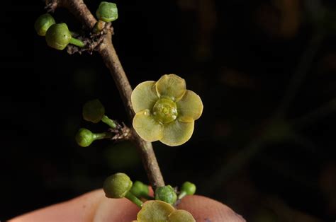 Salacia plant1 (Celastraceae) image 63745 at PhytoImages.siu.edu