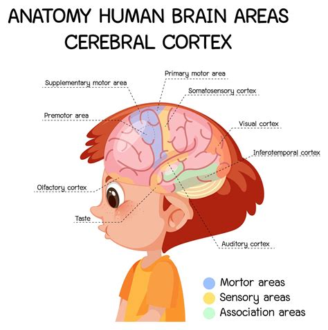 Cerebral Cortex