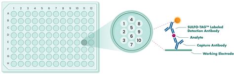 Multiplex MSD Assay Service | Reaction Biology