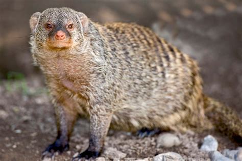 Mongoose | Species & Facts | Britannica