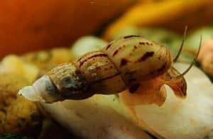 Malaysian Trumpet Snail – Detailed Guide: Care, Diet, and Breeding ...