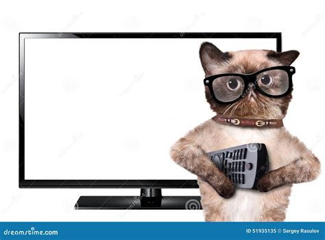 Cat watching TV stock image. Image of leisure, glasses - 51935135