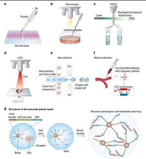 Single-cell RNA sequencing technologies and bioinformatics pipelines ...