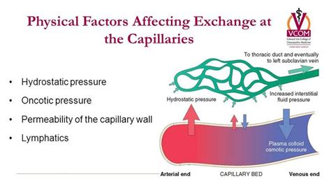 Image result for capillary nutrient exchange hydrostatic oncotic ...