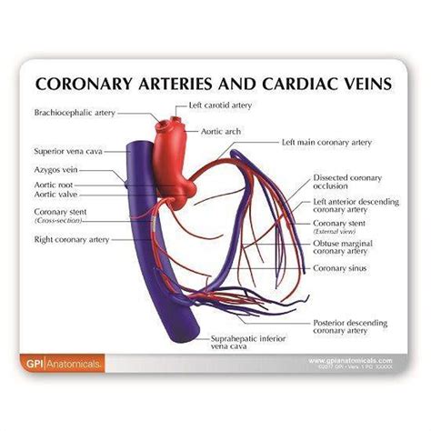 Coronary Artery and Vein Anatomy Model