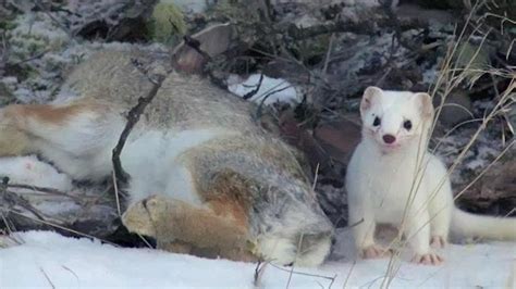 Cute But Deadly Weasel | Animal Attacks | Love Nature - YouTube