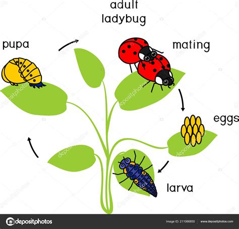 Stages Of Insect Life Cycle