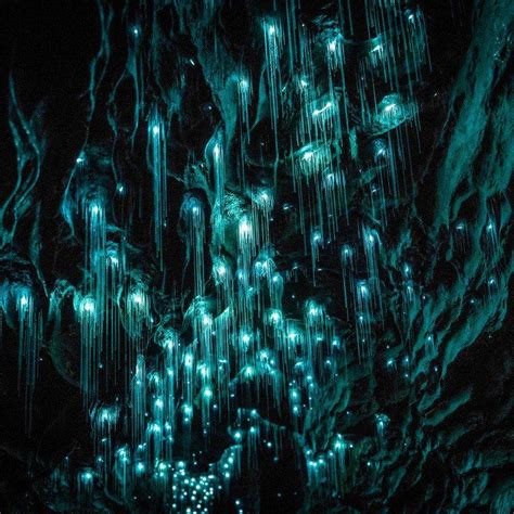 The Waitomo Glowworm Caves in New Zealand | Glow worm cave, Glow worm ...