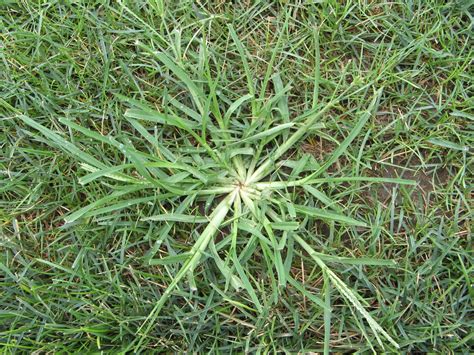 A Hot and Dry Mid-Tenn Summer Brings Grassy Weeds to Many Lawns: How ...