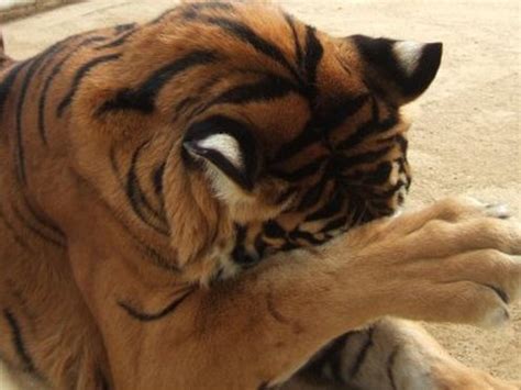 Tears of a Tiger - Lisseth's Webfolio