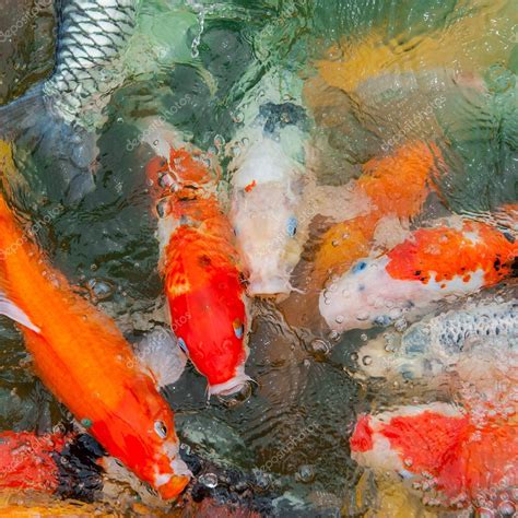 Colorful Koi carp — Stock Photo © Lebval #56970939