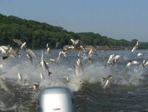 usfws_silver_carp_jumping_crop | EarthSky