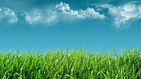 Grass Wallpapers - Top Free Grass Backgrounds - WallpaperAccess