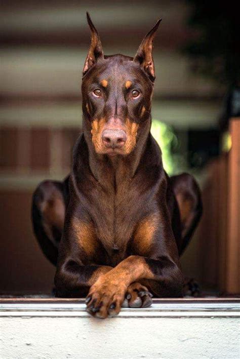 doberman pinscher Big Dogs, I Love Dogs, Cute Dogs, Doberman Pinscher ...