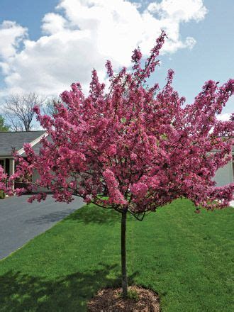 Small Flowering Trees Zone 5 - Okejely Garden Plant