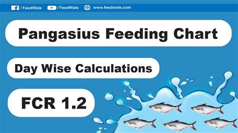 Pangasius Fish Feeding Chart | Per Day Calculations | FCR 1.2 - YouTube