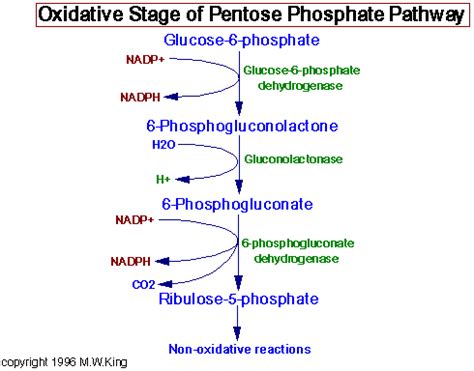 Glucose 6-Phosphate Dehydrogenase