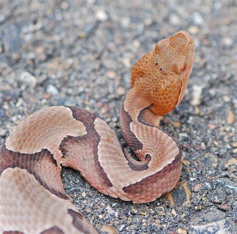 Copperhead (Reptiles of Alabama) · iNaturalist