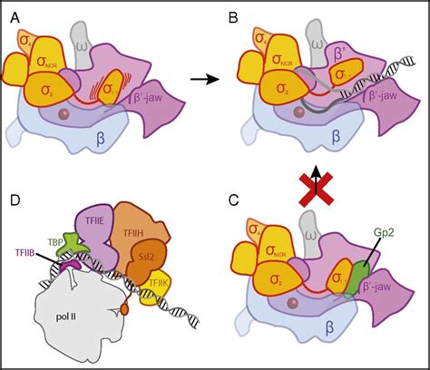 Structure of Escherichia coli RNA polymerase holoenzyme at last | PNAS