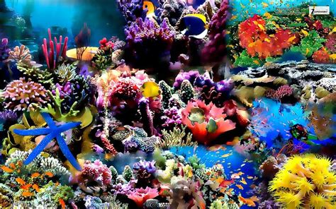 Reef coral fish ocean sea water widescreen | Ocean wallpaper, Fish ...