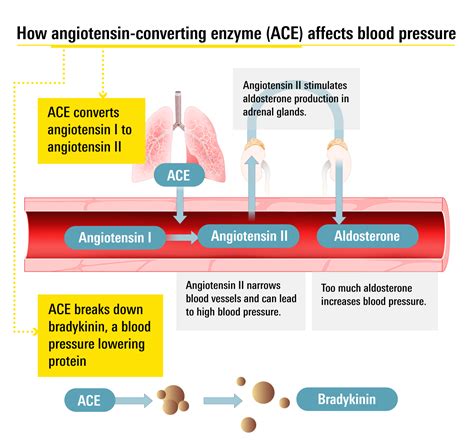 Control Your Blood Pressure: All About ACE Inhibitors