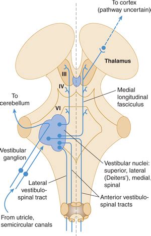 The Vestibular System | Neupsy Key