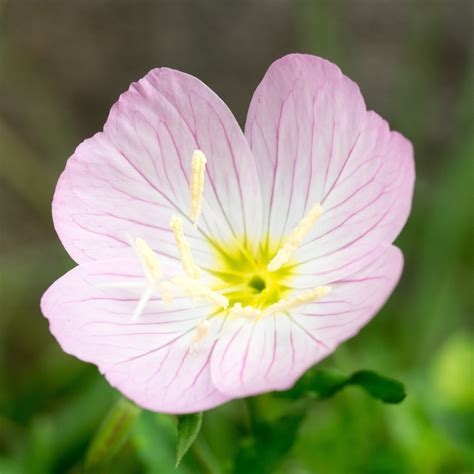 Evening Primrose Berladieri Siskiyou Pink | Easy To Grow Bulbs