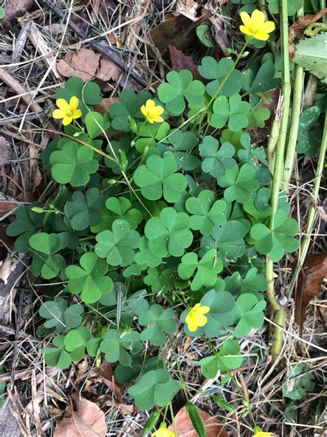 Red Leaf Clover Plant